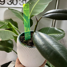 Load image into Gallery viewer, Plant Marker / Stick